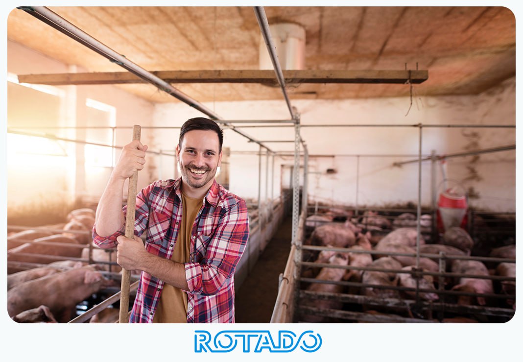 Особенности вентиляции в свиноводстве от опороса до откорма