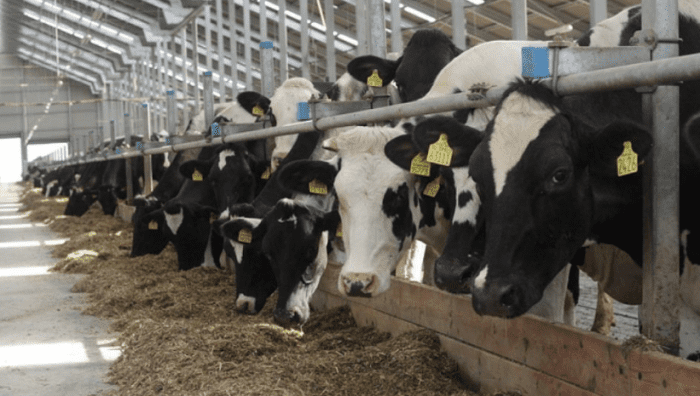 Акции Увеличим продуктивность животноводческого хозяйства на 30%