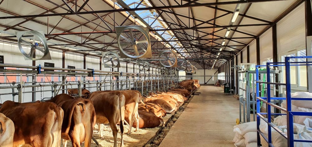 Основные проблемы содержания коров в холод и в жару