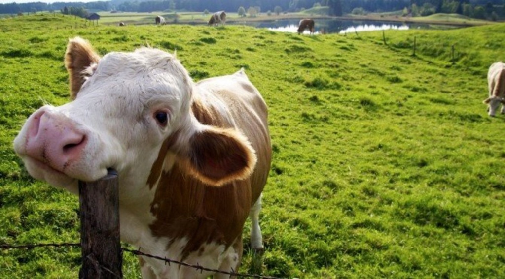 Признаки счастливой коровы — как счастье коровы влияет на благополучие фермера